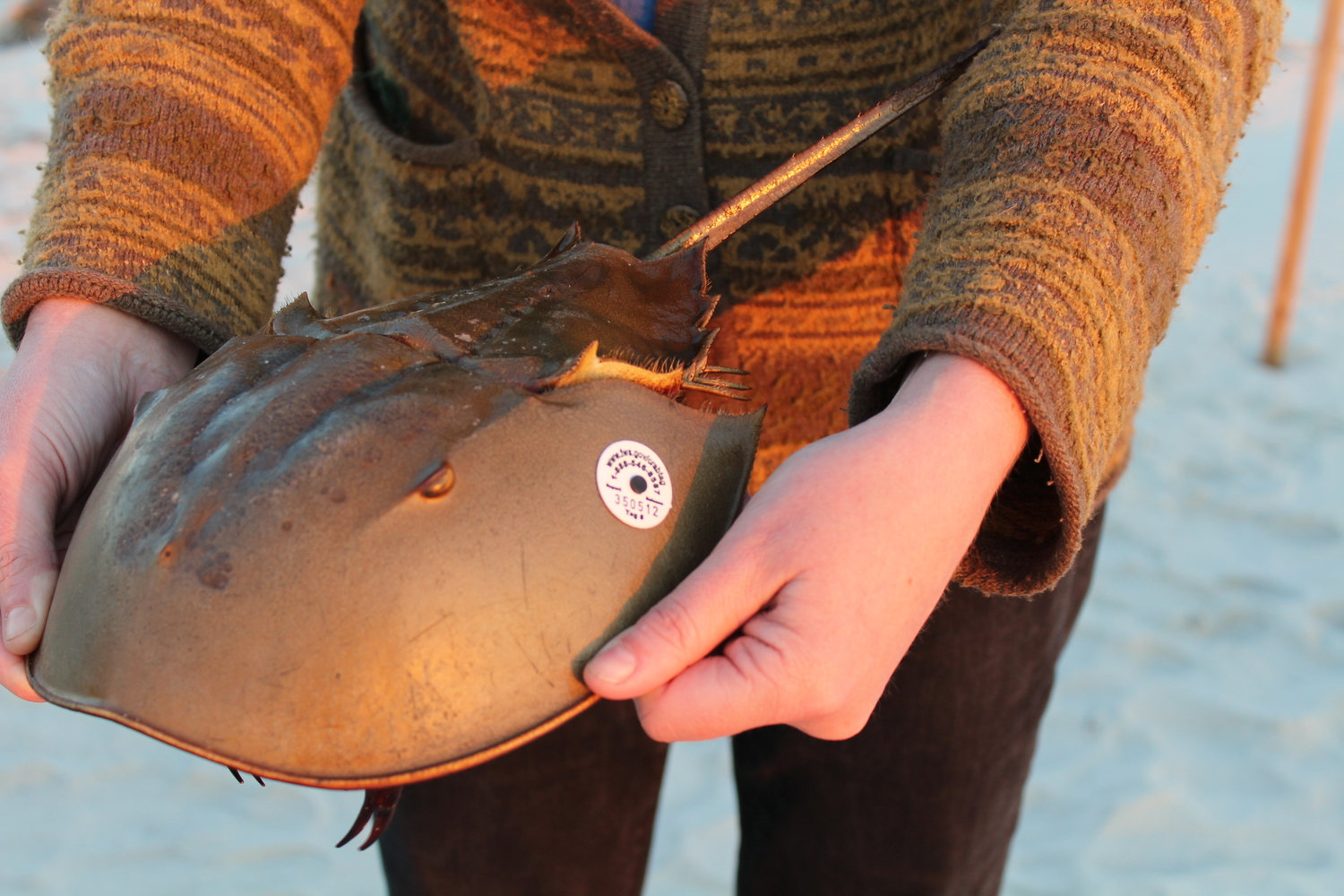Fotografía del cangrejo de herradura, tomada de http://sccoastalresources.com/home/2016/6/21/a-night-of-horseshoe-crab-tagging